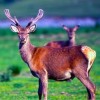 7 Rare and Beautiful Animals To Discover in The Lake District 