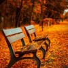 Picture of some benches during autumn.
