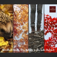 Woodland Walks this Autumn in the Lake District Woodland Walks this Autumn in the Lake District