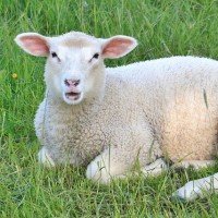 The Lake District Woolfest Says Hello to Summer