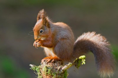 7 Rare and Beautiful Animals To Discover in The Lake District
